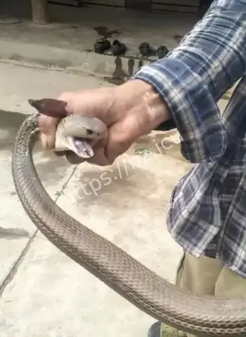 大叔徒手抓蛇炫耀